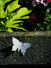 Schmetterling vor dem Eurogress Aachen