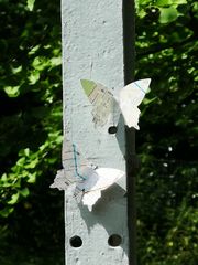 Schmetterlinge im Stadtgarten Aachen (2021-07-07)
