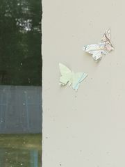 Schmetterlinge an der Maria-Montessori-Gesamtschule Aachen (2021-08-15)