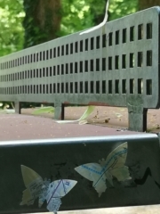 Schmetterling im Westpark Aachen
